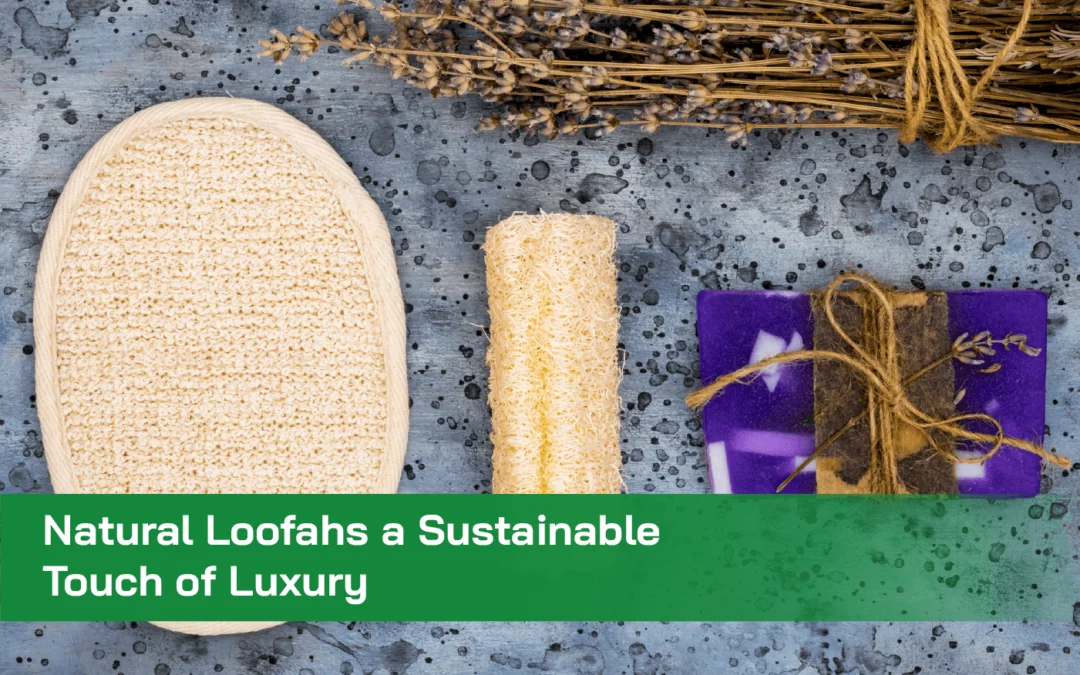 Natural Loofahs a Sustainable Touch of Luxury